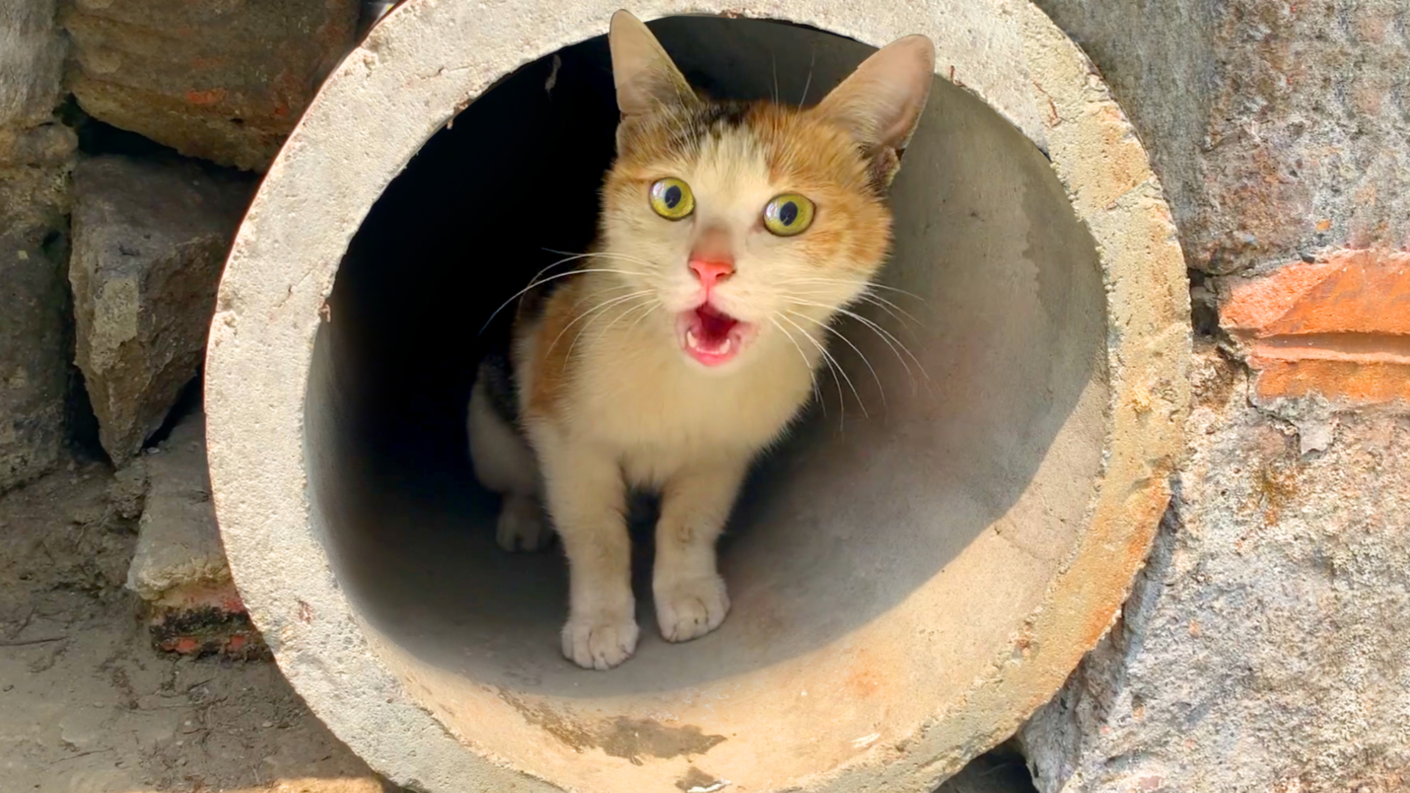 三花猫:快来救我!被困下水道的我,好想吃肉!